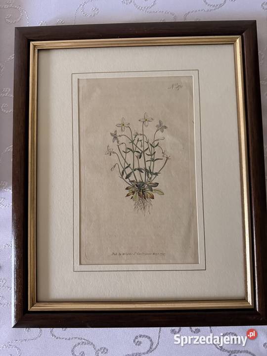 Antyczne Ryciny Botaniczne Miedzioryty 1797 1811 Antyki Czerwionka-Leszczyny