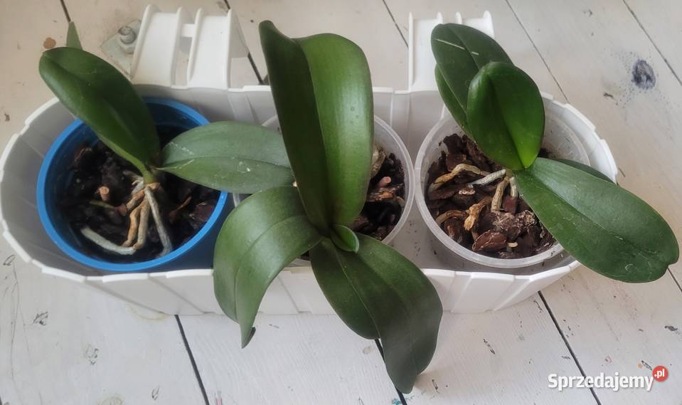 Zielistka i inne kwiaty doniczkowe Łódź