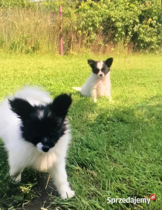 Papillon Spaniel kontynentalny Warszawa