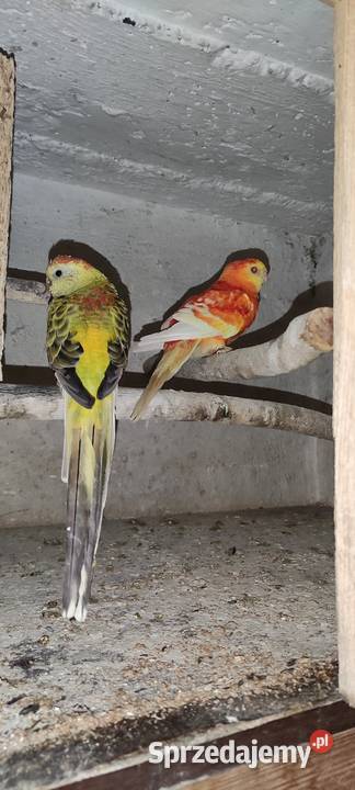 Rozela białolica Rybnik