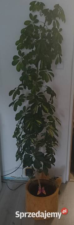 Kwiat Szeflera duży do domu biura Mrągowo sprzedam