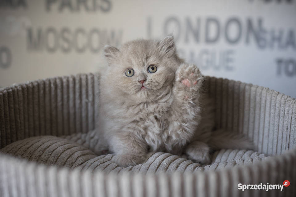 Brytyjski Długowłosy Kotka Długowłosa Płowa