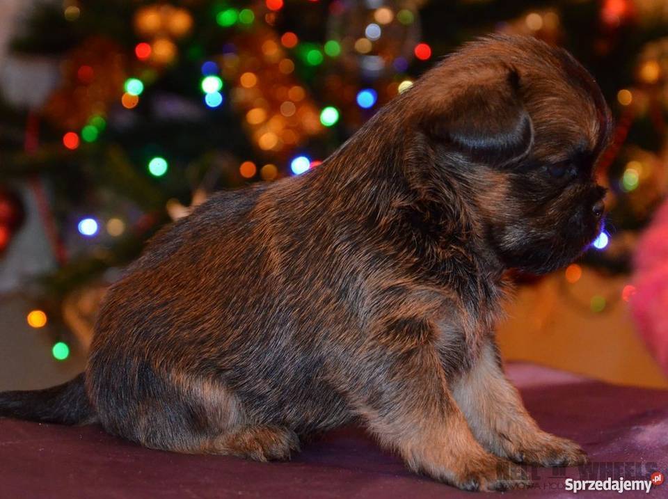 Gryfonik brukselski na sprzedaż Zgierz sprzedam