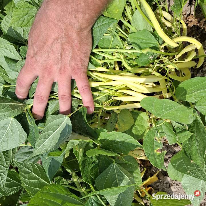 Fasola karłowata żółty Basta Kraków