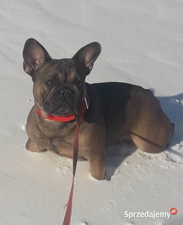 Buldog Francuski szczeniaki