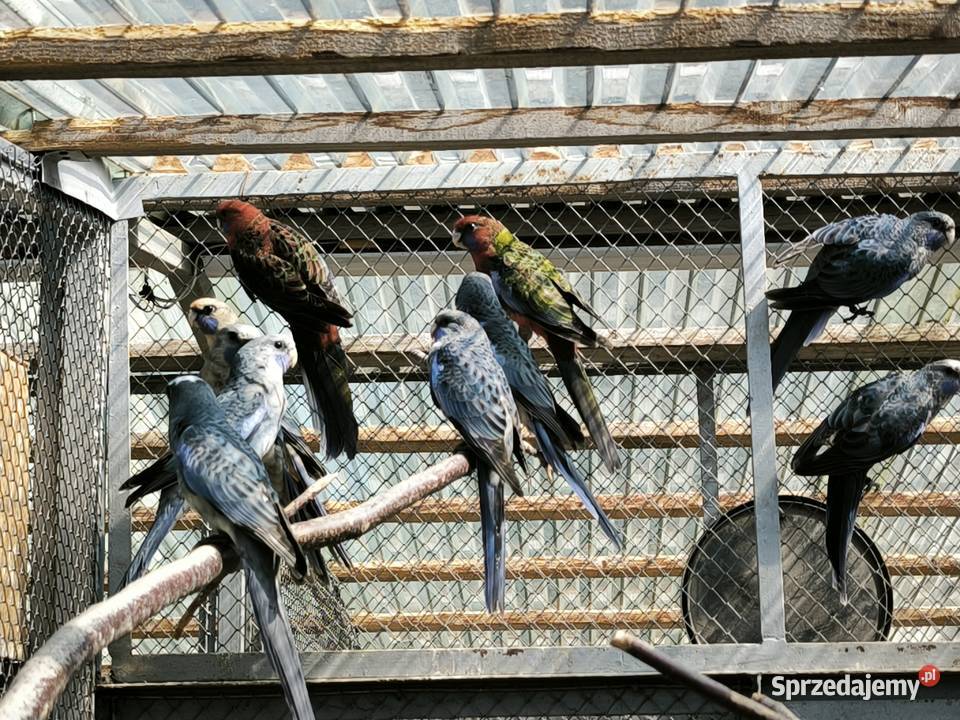 Papugi różne rodzaje Lisia Góra