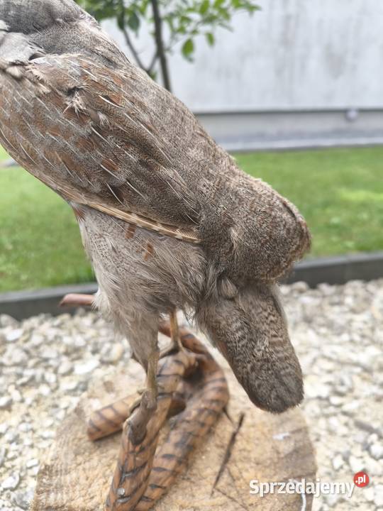 Kuropatwa na drewnianym drewienku łódzkie Radomsko sprzedam