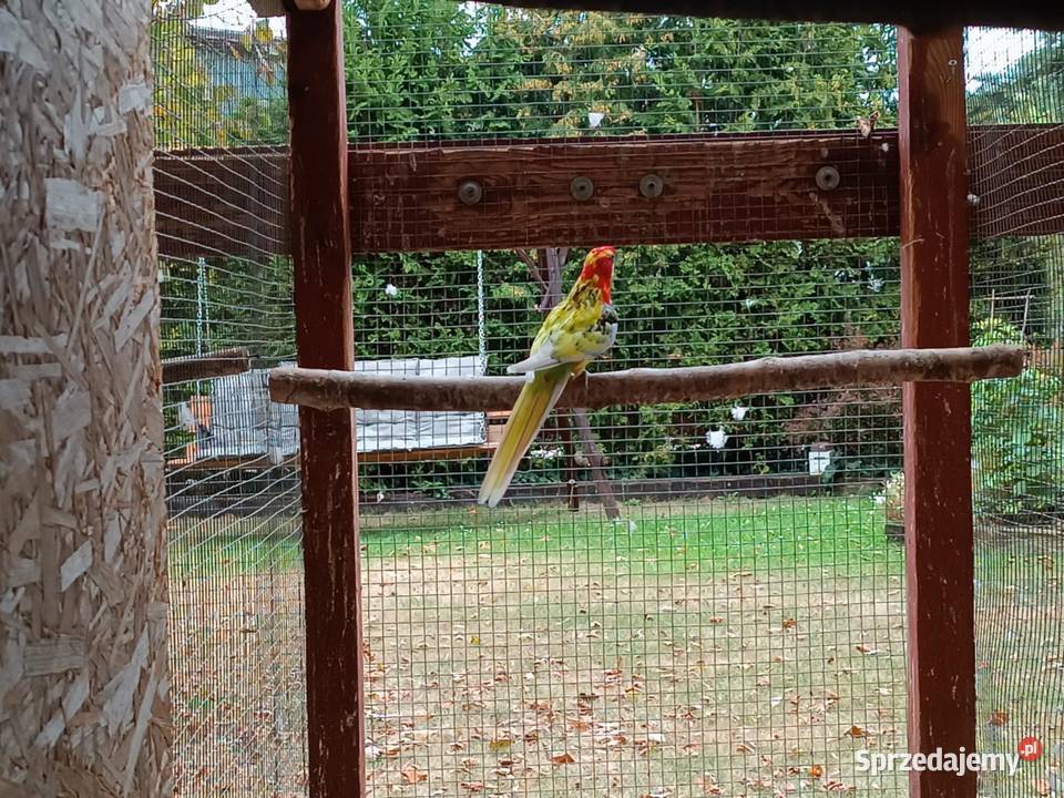 Rozelle białolice pary lęgowe Likwidacja hodowli mazowieckie Warszawa