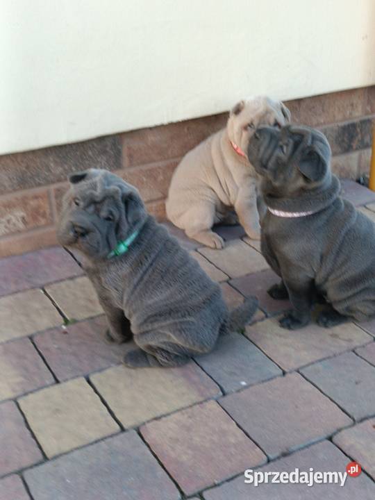 Szczenięta shar pei rodowód