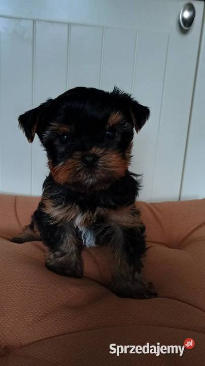 York yorki Yorkshire terier rasowy piesek i Kraków
