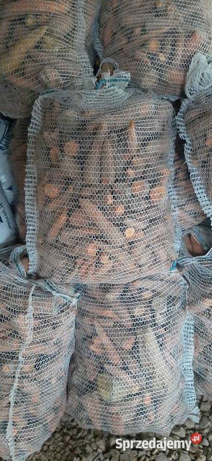 Marchewka odpadowa jadalna Rośliny okopowe Turobin