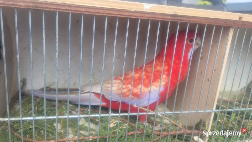 Rozella królewska Wieliczka