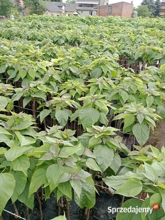 Katalpa nana kulista