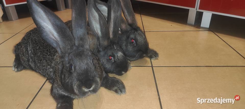 Olbrzym belgijski żelazisty