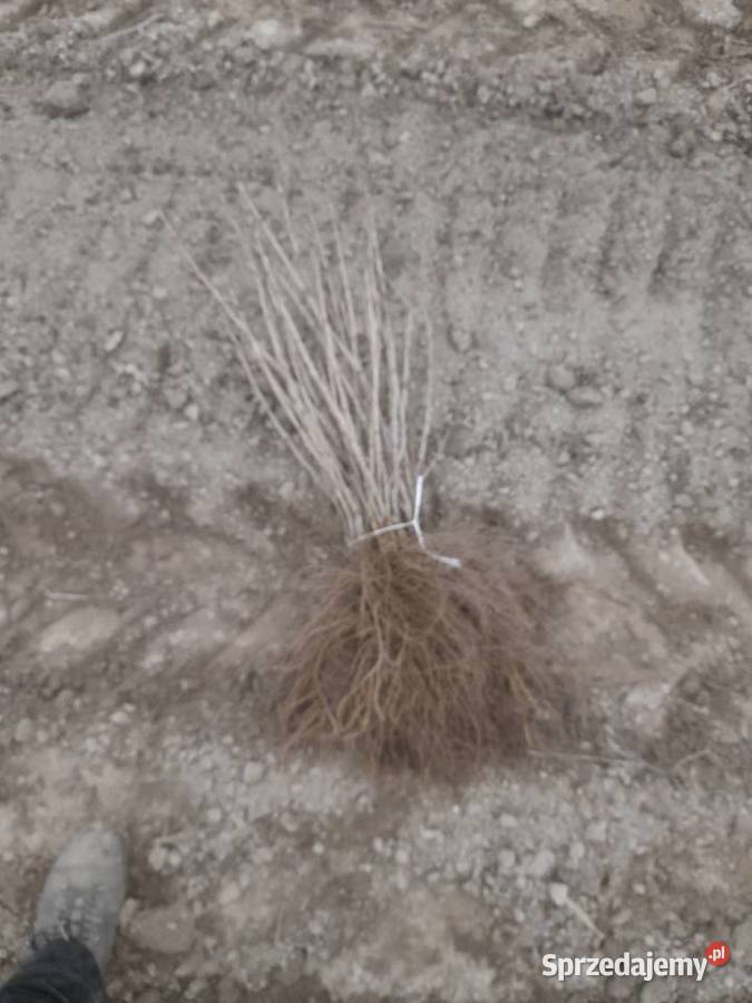 Porzeczka czerwona czarne patyki liście sadzonka Puławy