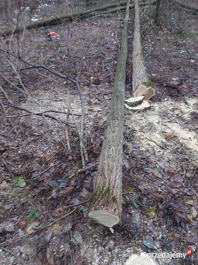 Słupy AkacjowePlantacja Chmielowa Dąbrowa Górnicza