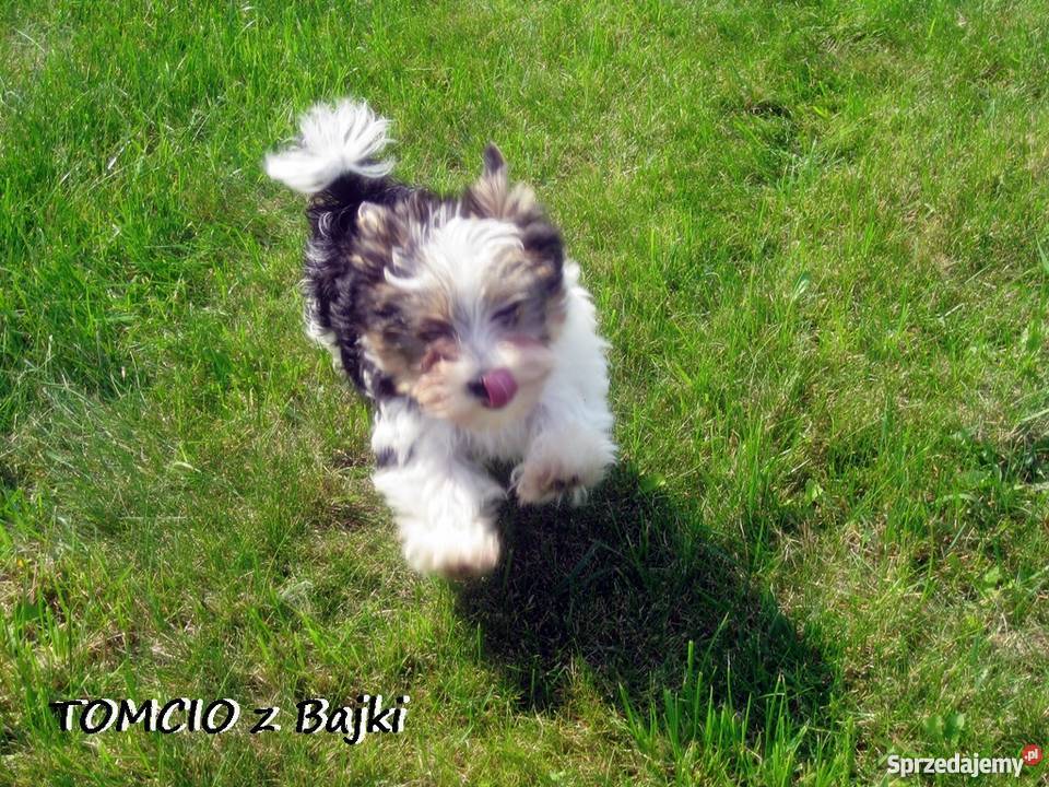 York Urwis rodowodowy Kolorowy Unikatowy Biewer opolskie Namysłów