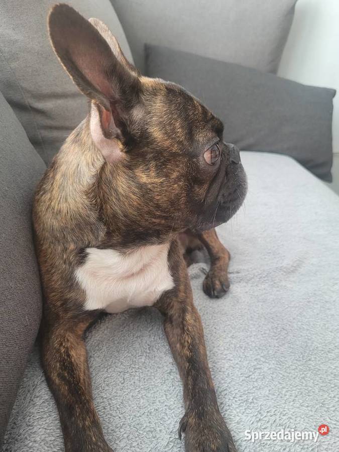 Boston Terrier krycie mazowieckie Mława