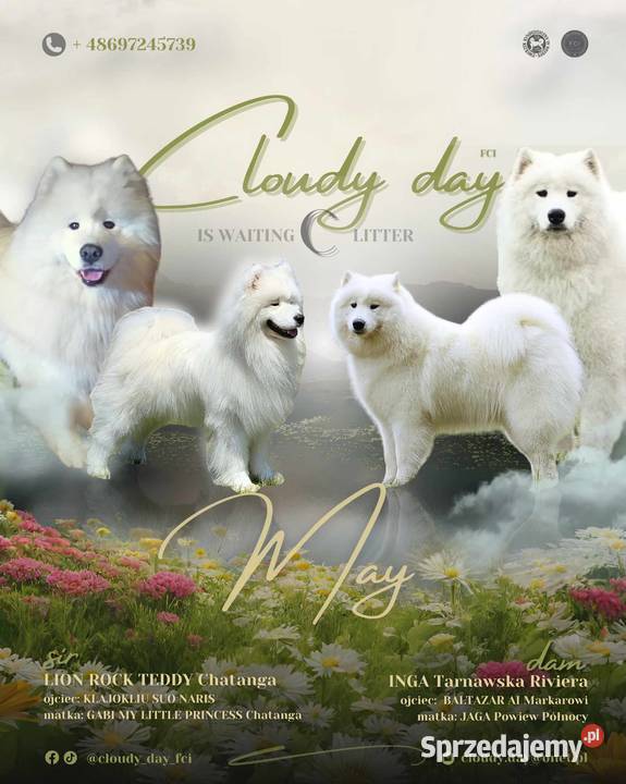 samoyed szczeniaki ZKwP śląskie sprzedam