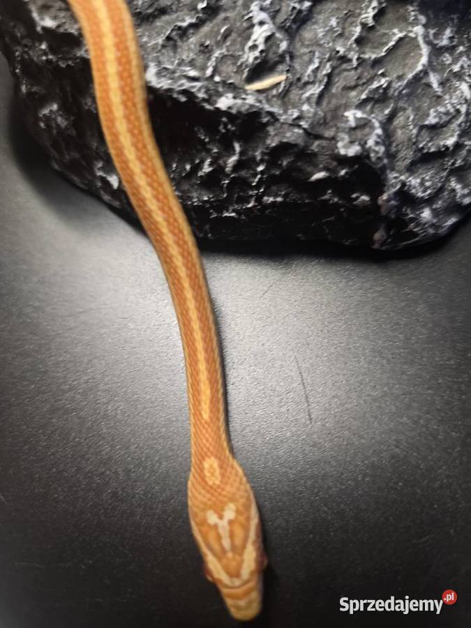 Wąż zbożowy samica dolnośląskie Wrocław