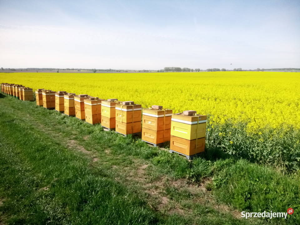 Miód z własnej pasieki Pszczelarstwo Kowalewko