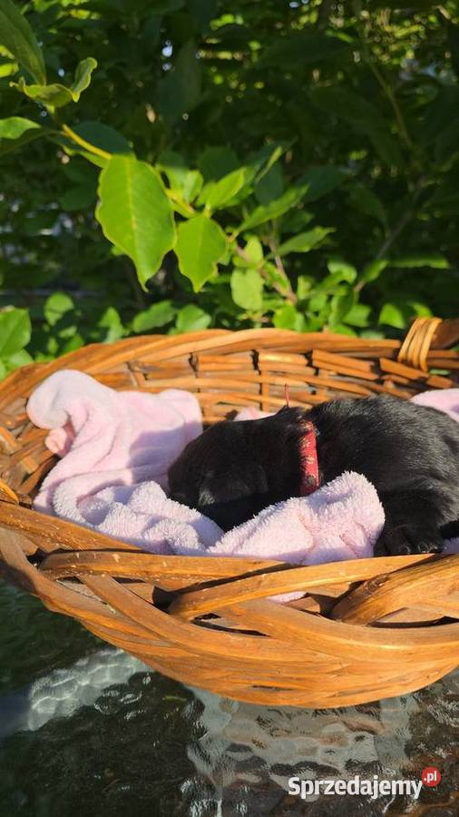 Flat Coated Retriever FCI Gorzów Wielkopolski sprzedam