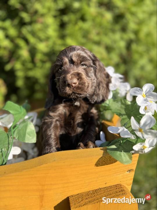 Wyjątkowy czekoladowy piesek Cocker Spaniel
