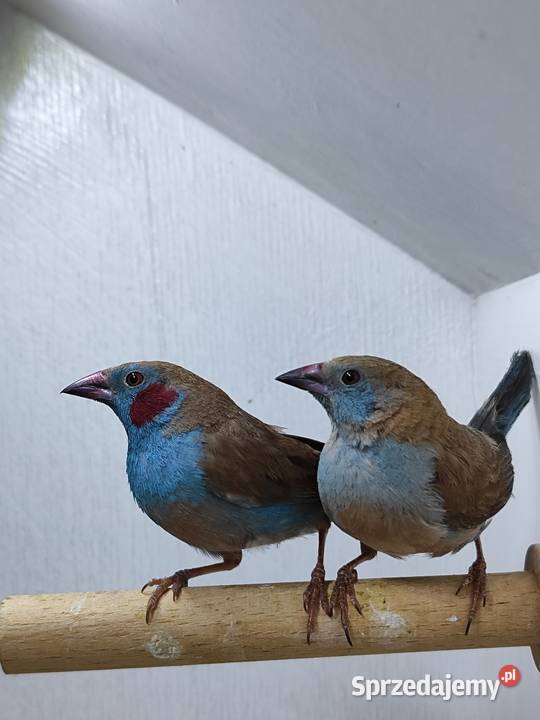 Motylik krasnouchy Astryld Astryldy para małopolskie Myślenice