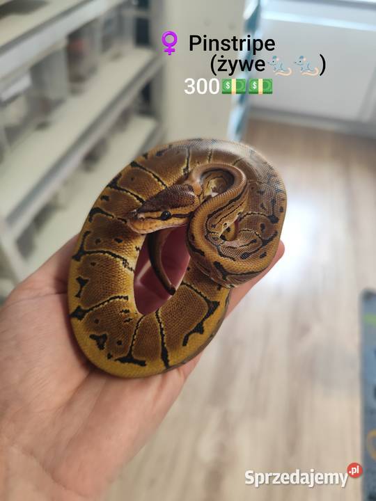 Pytony Królewskie tegoroczne