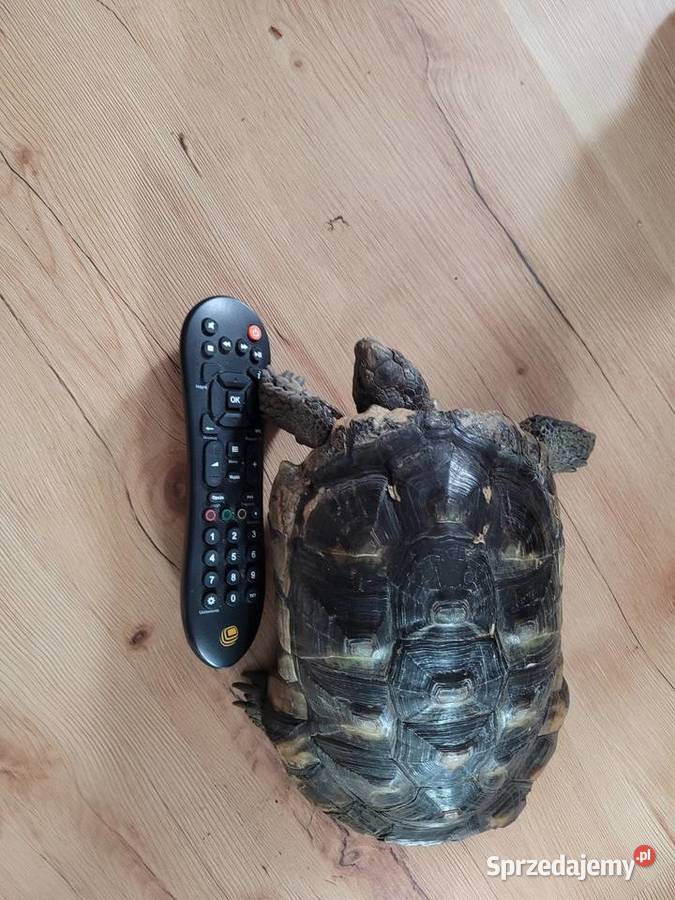 Żółw Obrzeżony samiec