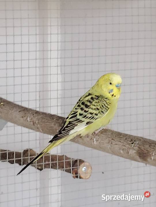 Papugi faliste Wieliczka