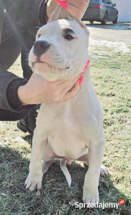Dogo Argentino Dog Argentyński szczeniaki FCI łódzkie Ozorków sprzedam