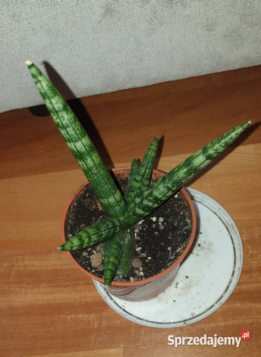 Sansewieria cylindryczna gruba Boncel sansa Warszawa