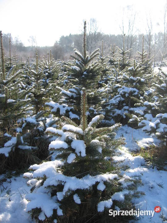 Świerk srebrny pospolity choinki plantacja zachodniopomorskie