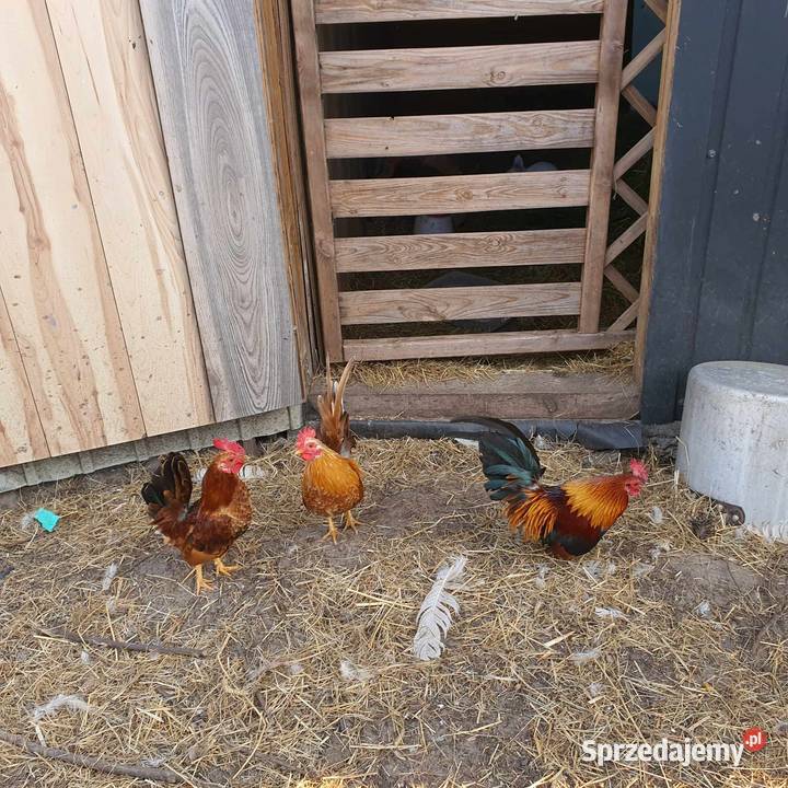 Miniaturowe koguciki ozdobne wielkopolskie
