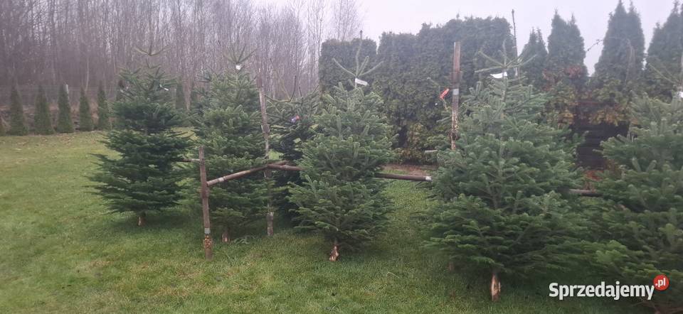 Punkt sprzedaży choinek jodla kaukaska Świerk Kościerska Huta