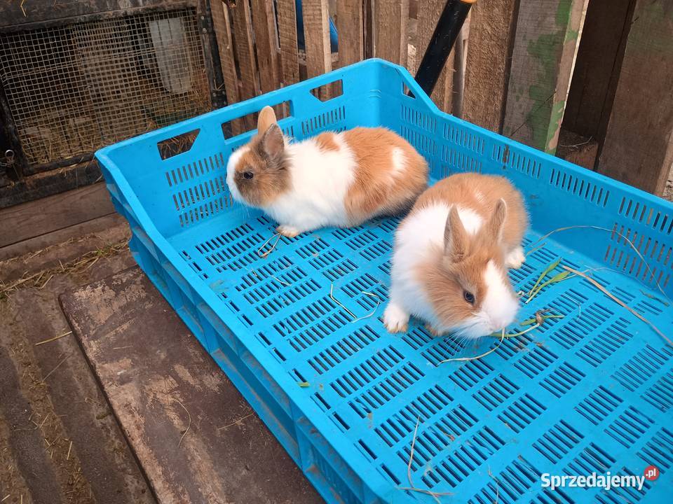 Sprzedam króliki miniaturki lubelskie