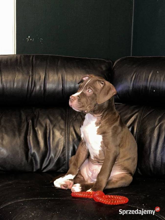 American Bully XL ABKC Poznań