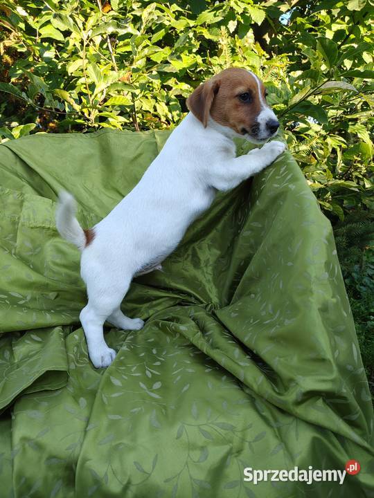 Wzorcowy Jack Russell terrier Doskonała budowa Krapkowice