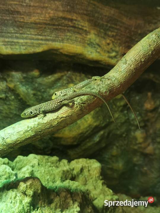 Jaszczurka perłowa Timon lepidus młode osobniki dolnośląskie