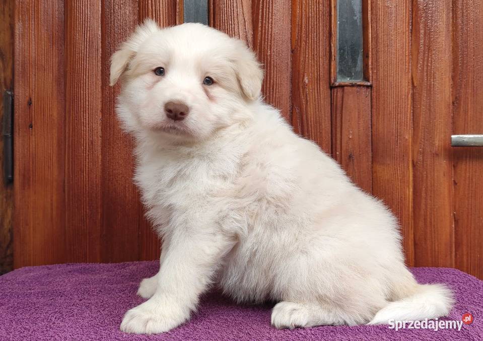 Piękny Biszkopt Border Collie Rasowy piez z podkarpackie Iwonicz