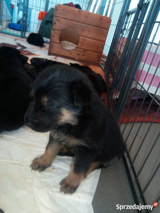 Śliczny owczArek mieszany pomorskie Kartuzy sprzedam