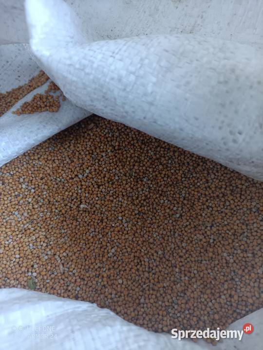 Gorczyca biała nasiona Kleszczele sprzedam