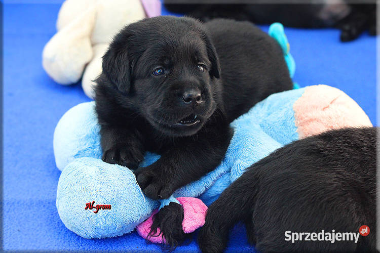 Czarne szczenięta rasy Labrador Retriever Labrador Chynów