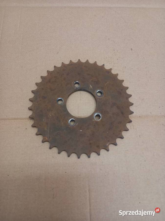 Zebatka zak rys Sokołów Podlaski