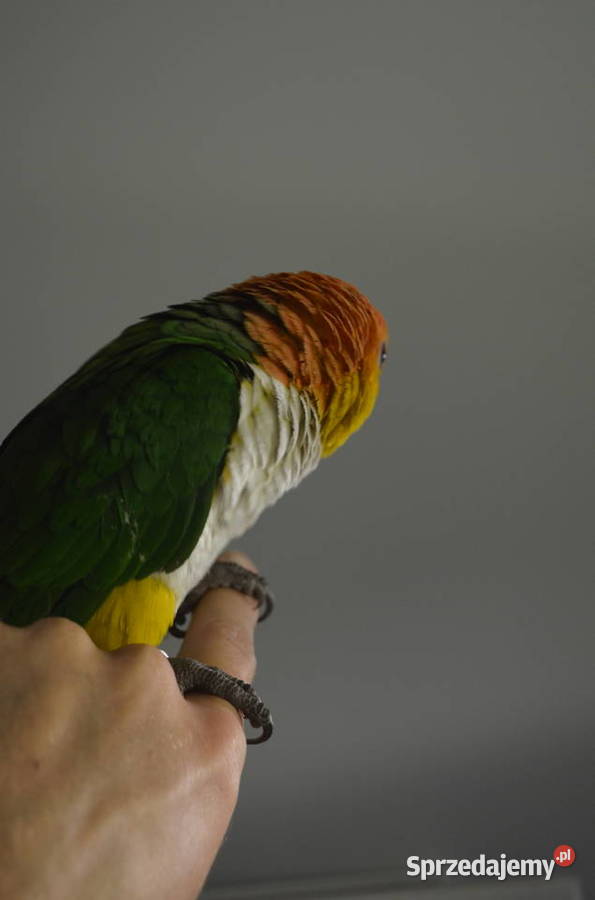 Barwinka Białobrzucha Kraków