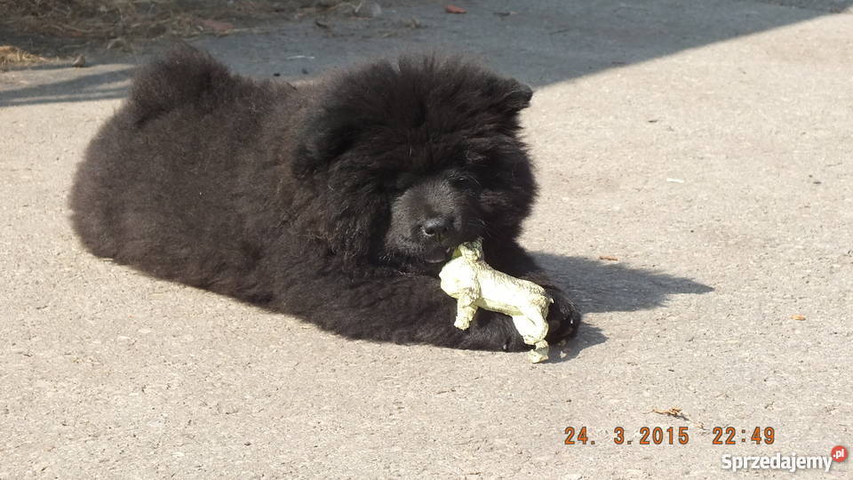Srzedam szczeniaki chow chow Łazy