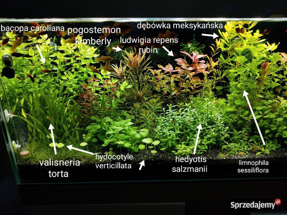 Rośliny akwariowe Hedyotis salzmanii Akcesoria dla zwierząt Końskie