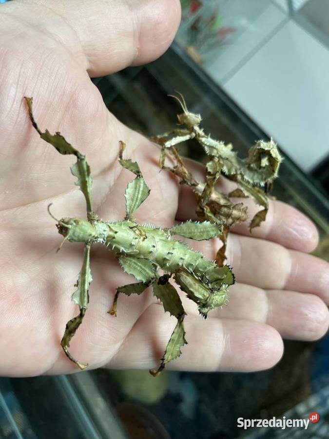 straszyki australijskie w Gliwicach Gliwice