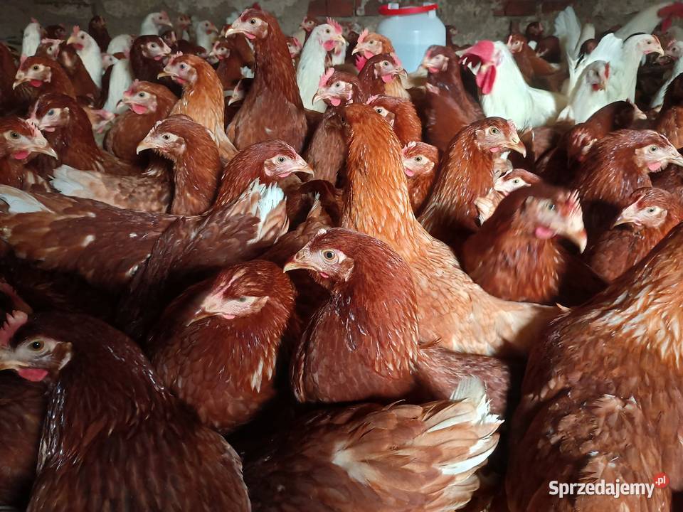 Kury nioski z jajkiem Drób i ptactwo